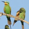 Blue-cheeked Bee-Eater �����z�I�n�`�N�C
