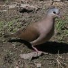 Blue-spotted Wood Dove�@�A�I�t�o�g