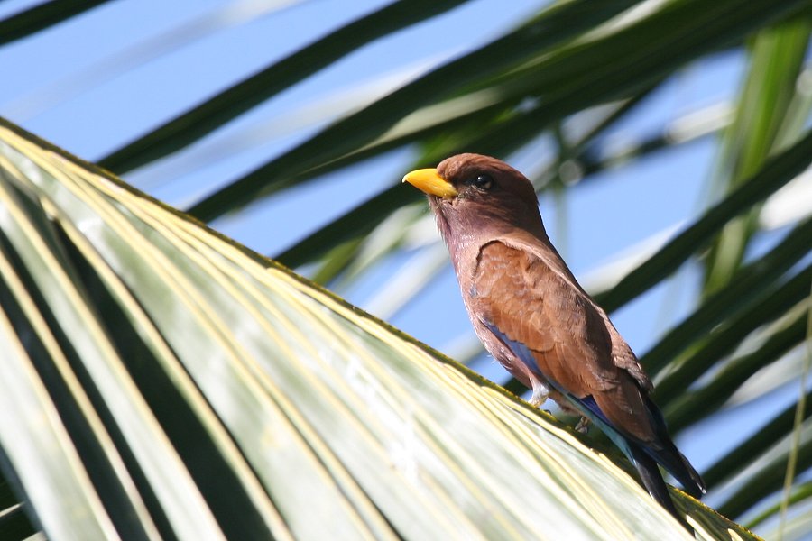 �A�t���J�u�b�|�E�\�E