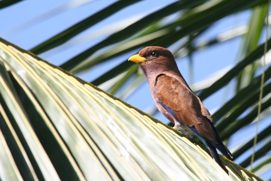 �A�t���J�u�b�|�E�\�E