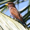 Broad-billed Roller �A�t���J�u�b�|�E�\�E
