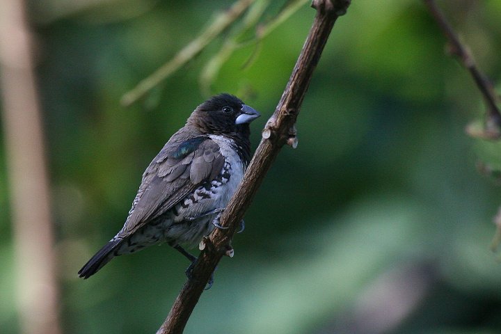 �n�S�����V�`�z�E