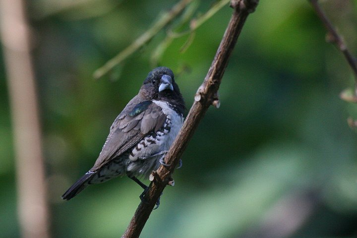 �n�S�����V�`�z�E