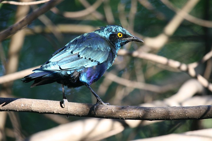 �u�����Y�e�����N