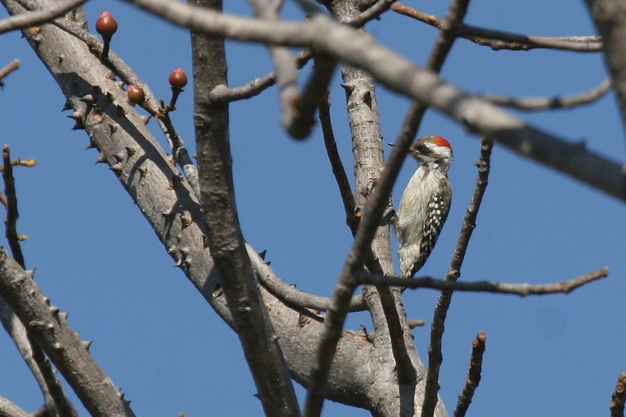 �n�C�r�^�C�Q��