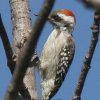 Brown-backed Woodpecker �n�C�r�^�C�Q��