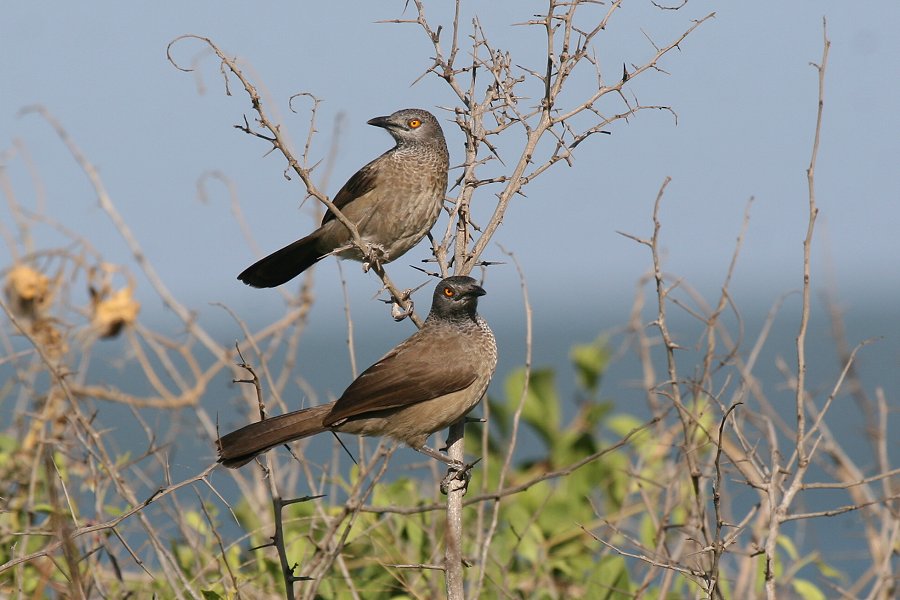 �L�o�����u�`���h��