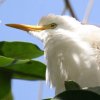 Cattle Egret �A�}�T�M