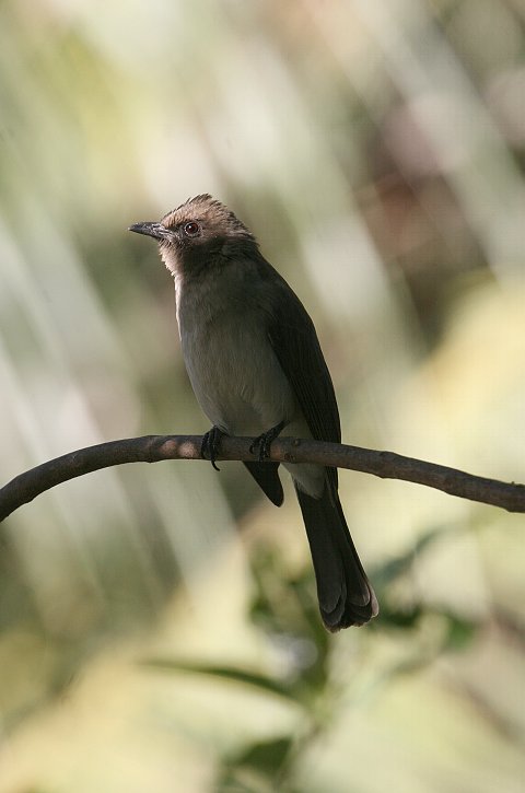 �A�t���J�q���h��