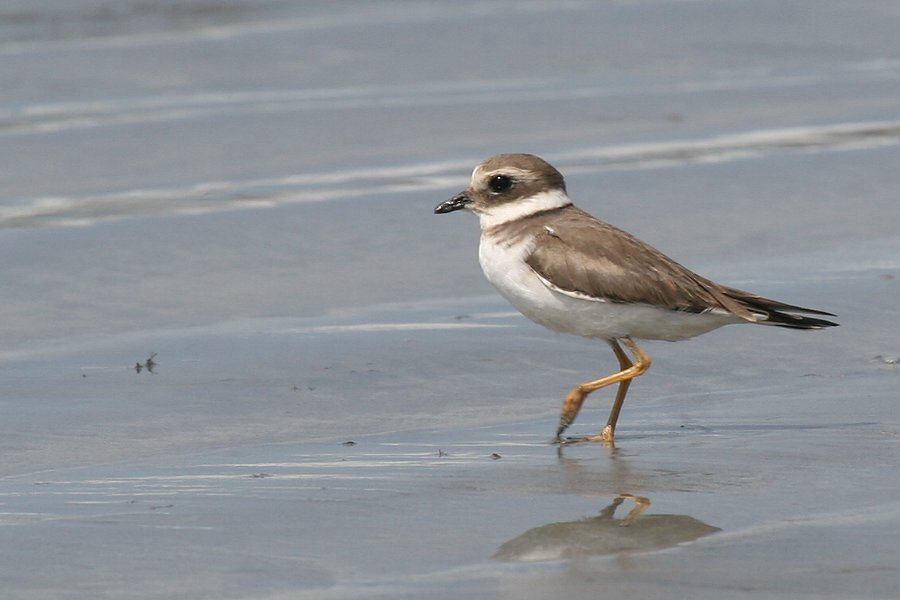 �n�W���R�`�h��