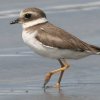 Common Ringed Plover �n�W���R�`�h��