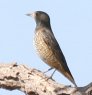 Common Rock-Thrush �R�V�W���C�\�q���h��
