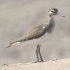 Common Sandpiper �C�\�V�M
