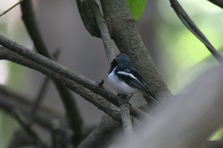 ���K�l�q�^�L