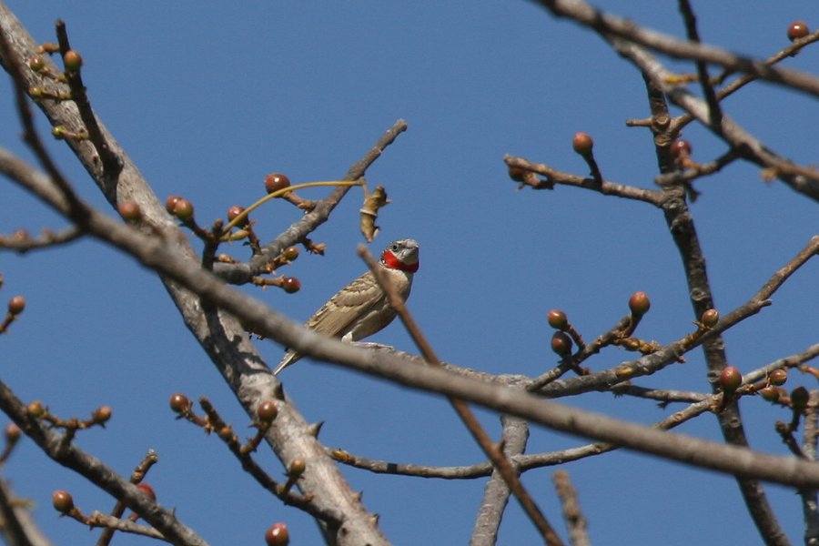 �C�b�R�E�`���E