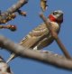 Cut-throat Finch �C�b�R�E�`���E