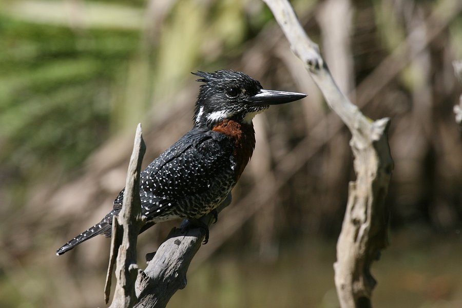 �I�j���}�Z�~