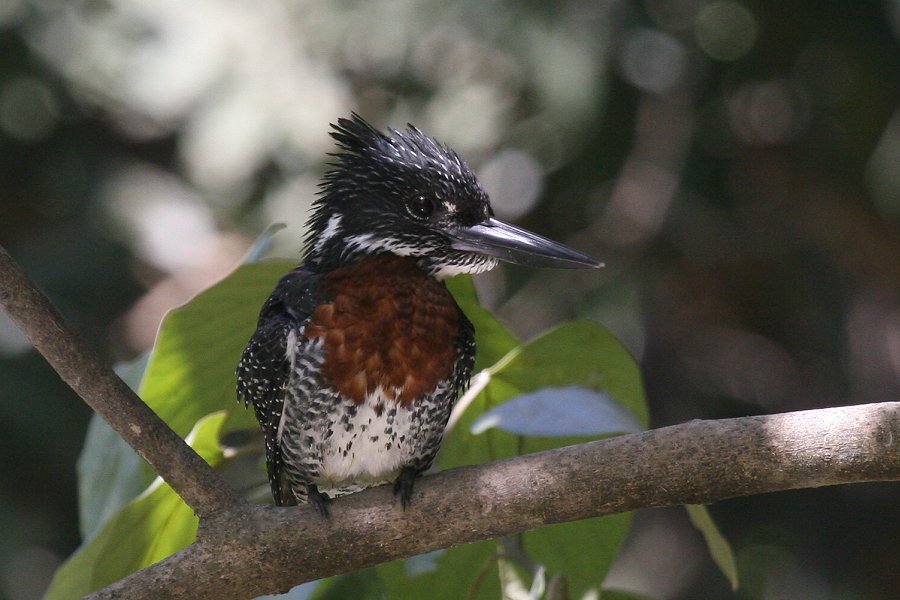 �I�j���}�Z�~