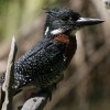 Giant Kingfisher �I�j���}�Z�~