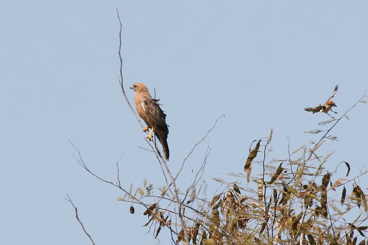 �A�t���J�T�V�o