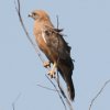 Grasshopper Buzzard �A�t���J�T�V�o
