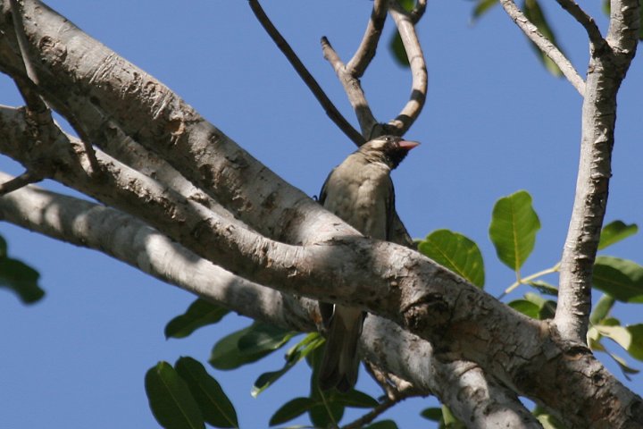 �m�h�O���~�c�I�V�G