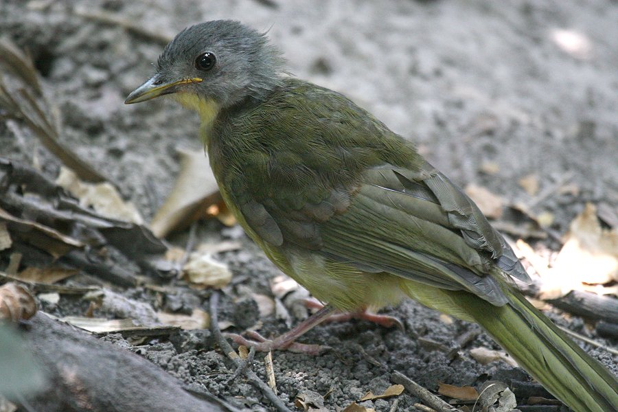 �n�C�K�V���q�Q�q���h���̗c��