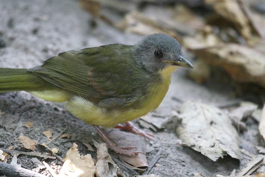 �n�C�K�V���q�Q�q���h���̗c��