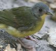 Grey-headed Bristlebill �n�C�K�V���q�Q�q���h��