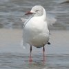 Grey-headed Gull �Y�A�I�J����