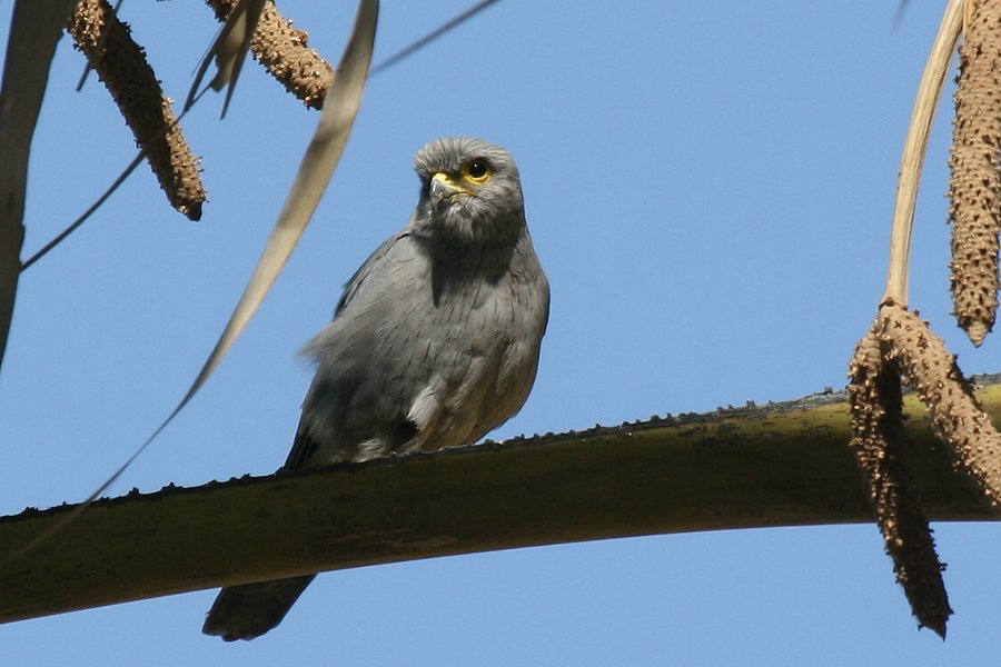 �n�C�C���`���E�Q���{�E