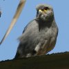 grey kestrel �n�C�C���`���E�Q���{�E