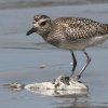 Grey Plover �_�C�[��