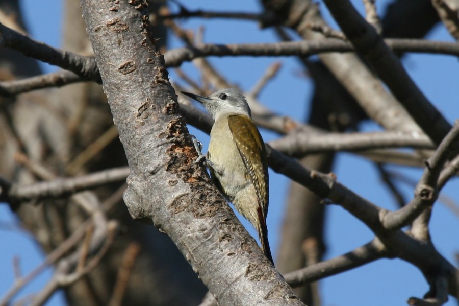 �n�C�C���Q��