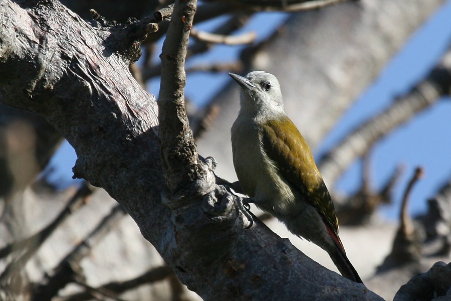 �n�C�C���Q��