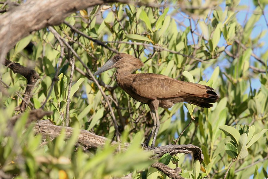 �V�����N�h��