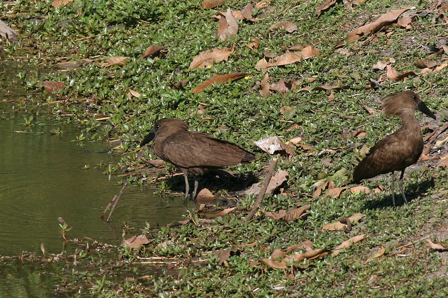 �V�����N�h��