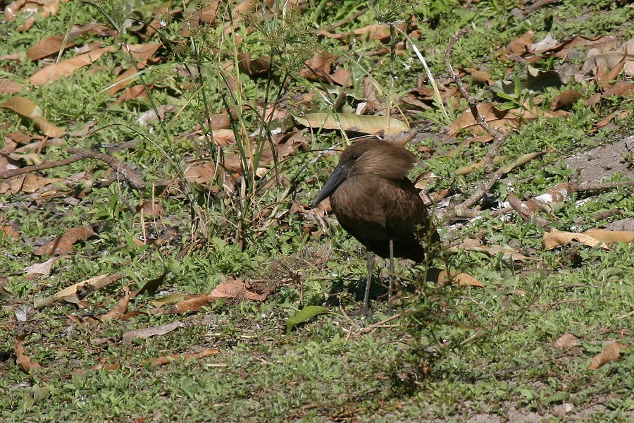 �V�����N�h��