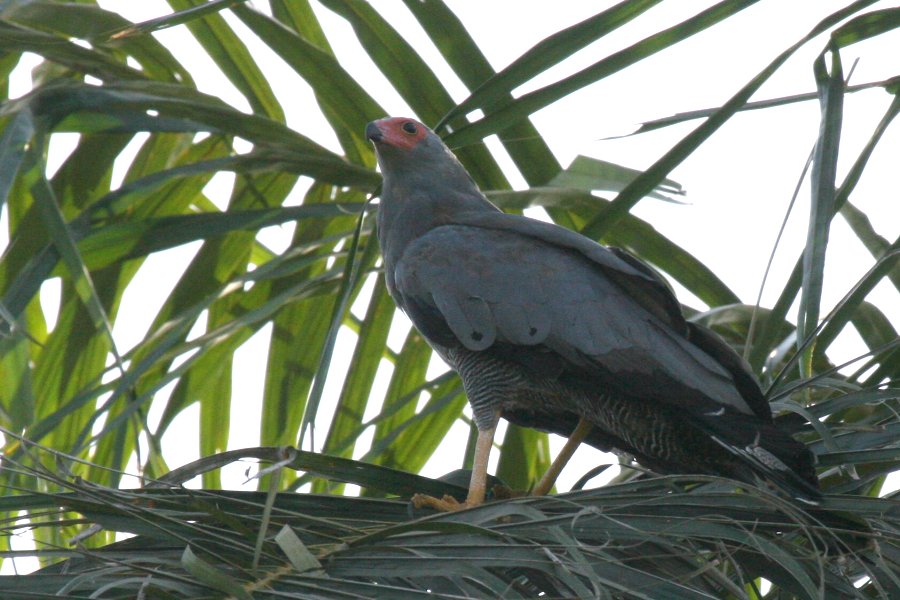 �`���E�q�_�J�̐���