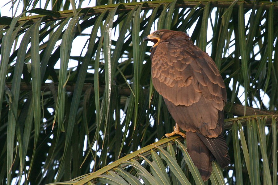 �`���E�q�_�J�̗c��