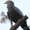African Harrier Hawk �`���E�q�_�J