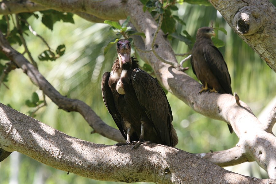 �Y�L���n�Q���V�ƃg�r