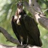 Hooded Vulture �Y�L���n�Q���V