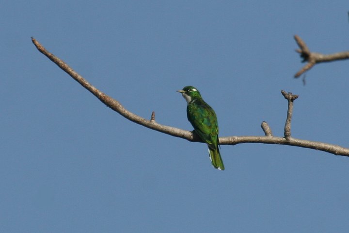 �V���n���~�h���J�b�R�E