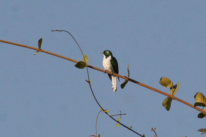 �V���n���~�h���J�b�R�E