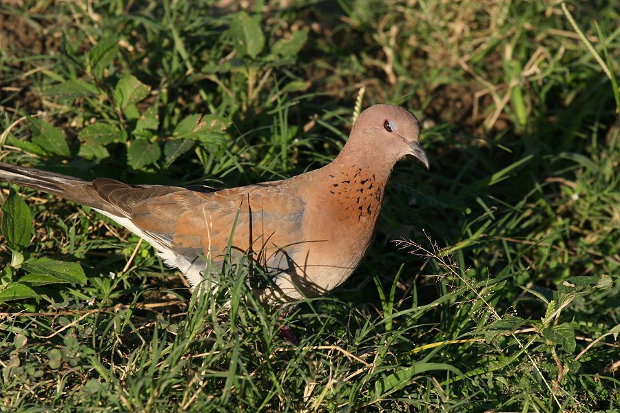 �����C�o�g