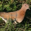 Laughing Dove �����C�o�g