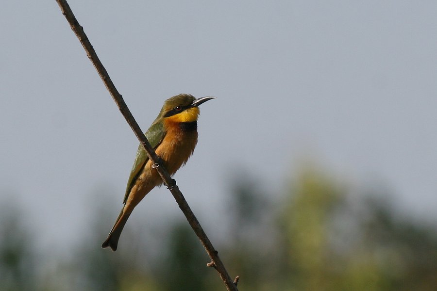 �q���n�`�N�C