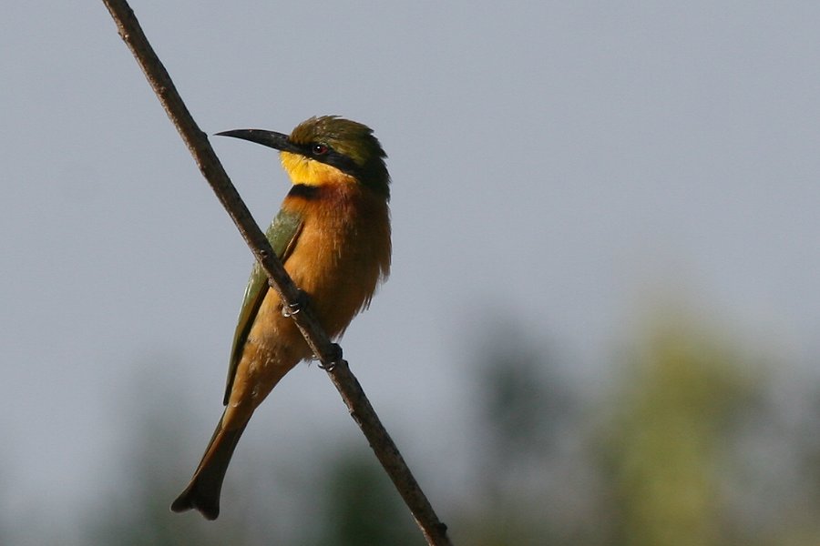 �q���n�`�N�C