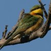 Little Bee-Eater �q���n�`�N�C